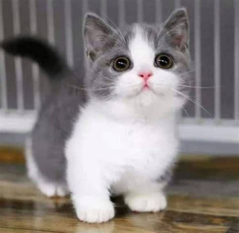 A Small Gray And White Kitten Sitting On Top Of A Wooden Floor Next To