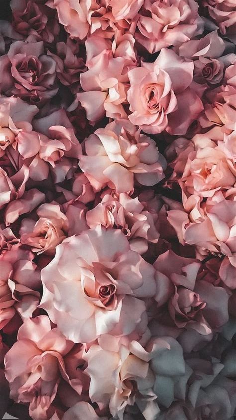 25 Beautiful Roses Wallpaper Backgrounds For Iphone Rose Gold