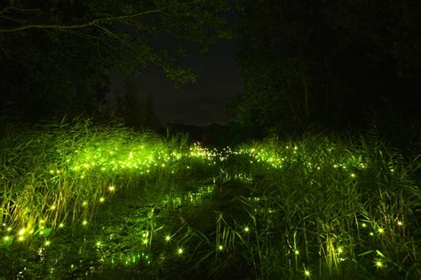 500 Leds Resemble Glowing Fireflies At Night