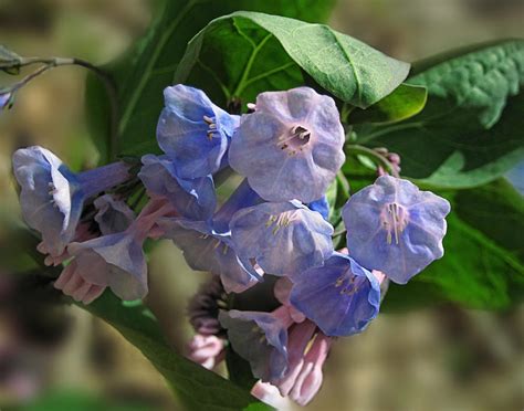 Virginia Bluebells 2 Photograph By Lara Ellis Fine Art America