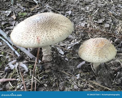 Alabama Wild White And Tan Mushrooms Stock Photo Image Of Native