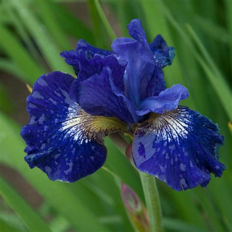 Guide To Planting Siberian Iris Plus Growing Advice Hgtv