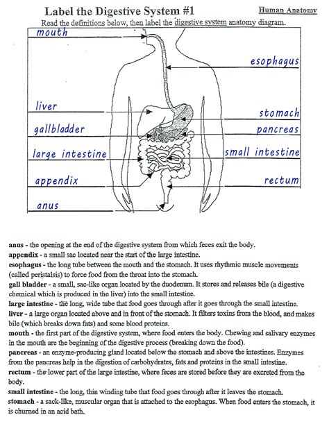 34 best digestive system questions and answers q amp a, gizmo answer key digestive system, gastrointestinal system questions practice khan academy, digestive system flashcards questions and answers quizlet, 23 1 overview of the digestive system anatomy and. digestive system coloring answers - TryColoring