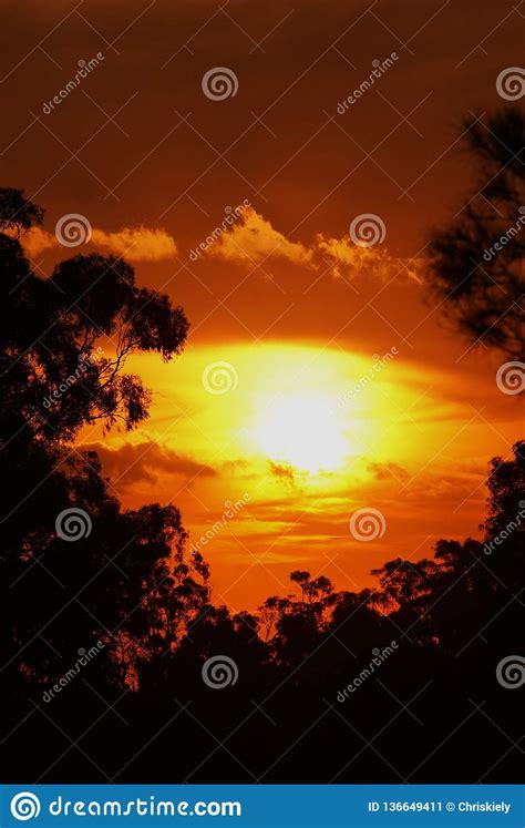 Orange Sunset Between The Trees Stock Image Image Of