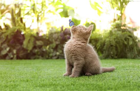 Do Hawks Eat Cats Your Guide To Keeping Your Pets Safe