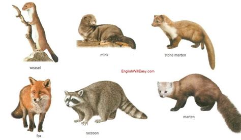 Carnivorous Mammals Online Dictionary For Kids