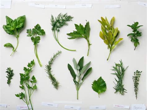 32 Indispensable Herbs Sunset Magazine