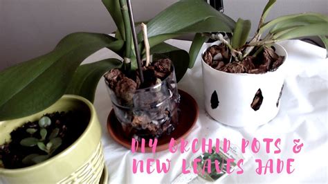 Diy Orchid Pots And Update Jade Plant Youtube
