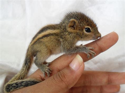 Baby Chipmunk On A Finger Procyon Wildlife