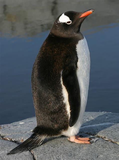 Wild Life Animal Long Tailed Gentoo Penguin Animal