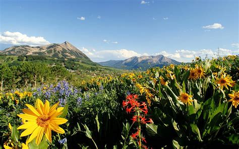 Crested Butte Hiking Trail Colorado Flowers Sky Landscape