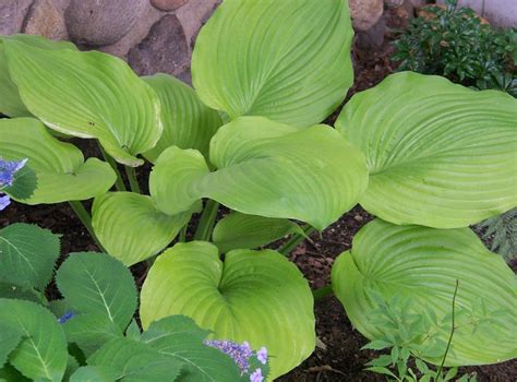 Hosta Sum And Substance Buy Online At Annies Annuals