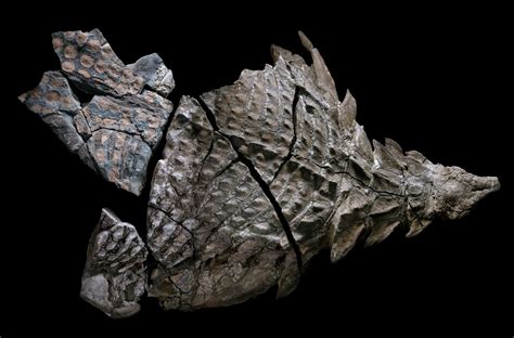 Nodosaur Fossil So Well Preserved It Boggles Minds The History Blog