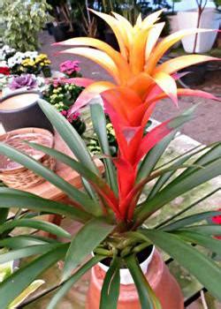 This form of propagation is also vegetative, simply by division. THE STUDENT: View 30+ Plant With Pink And Green Leaves ...