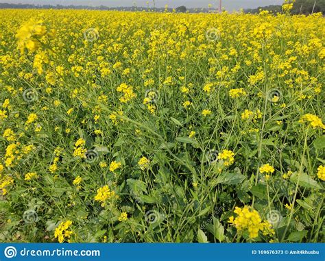 Mustard Flower In The Agricultural Field Stock Image Image Of Leaf
