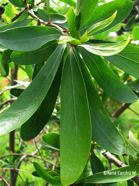 Maybe you would like to learn more about one of these? Hojas de Embothrium coccineum | Especie: Embothrium ...