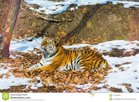 Big Tiger In The Snow The Beautiful Wild Striped Cat