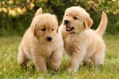 Golden Retriever Puppies For Rehoming Now Pets Rehoming Ajman