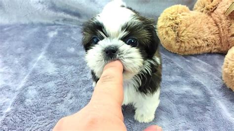 Micro Teacup Shih Tzu Puppies For Sale Youtube
