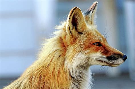 Ears Perked Red Fox Profile Photograph By Debbie Oppermann