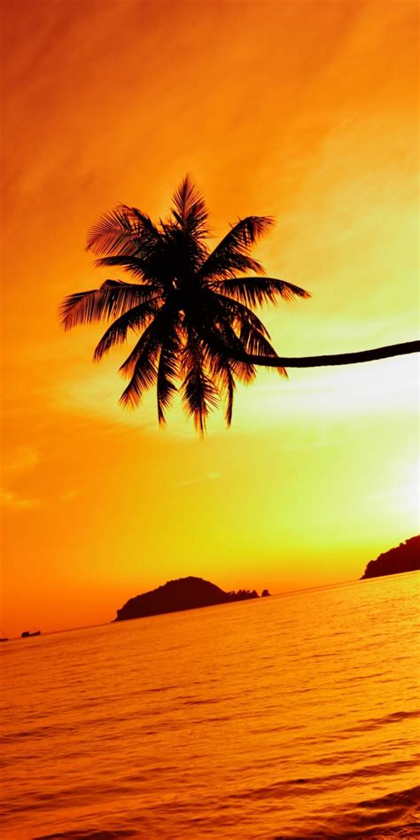 Thailand Beach Sea Sunset Sky Palm Tree 720x1440