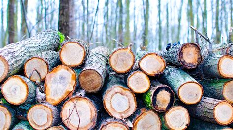 Arescat ¿por Qué Para Cuidar Los Bosques Es Necesario Talar Los árboles