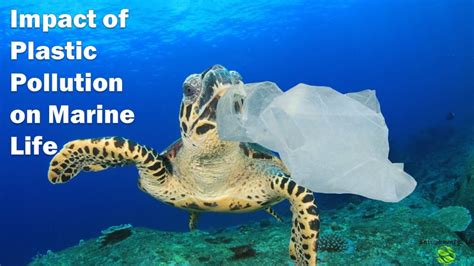 Impact Of Plastic Pollution On Marine Life Plastic Waste In Ocean