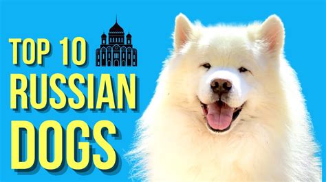 Top 10 Russian Dog Breeds Popular Dogs From Russia Youtube