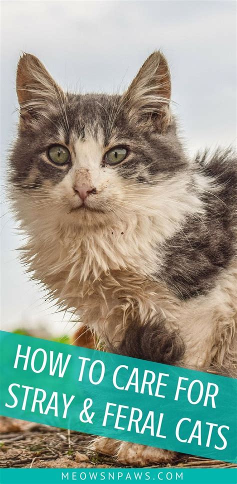 How To Care For Stray And Feral Cats 6 Things To Know Feral Cats