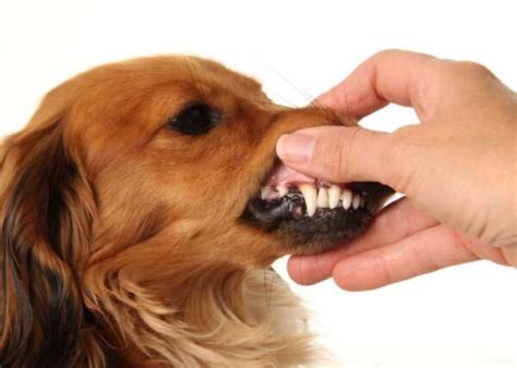 Healthy Vs Unhealthy Dog Gums Top Dog Tips