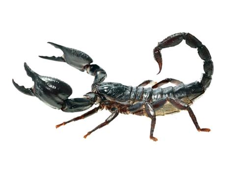 Peachtree pest control serves customers throughout atlanta, georgia and the surrounding areas. Scorpions - On Guard Pest Solutions