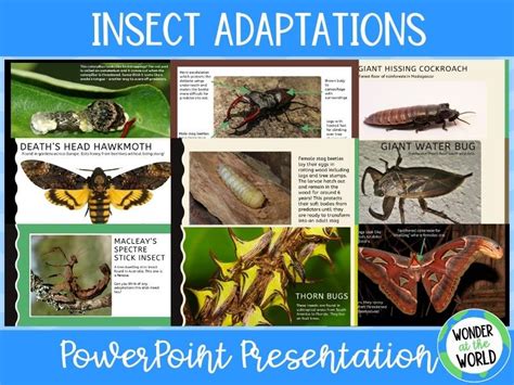 Animal Adaptations Insects Powerpoint Ks2 Teaching Resources