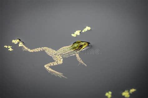 Green Frog In A Pond Stock Image Image Of Background 113596189