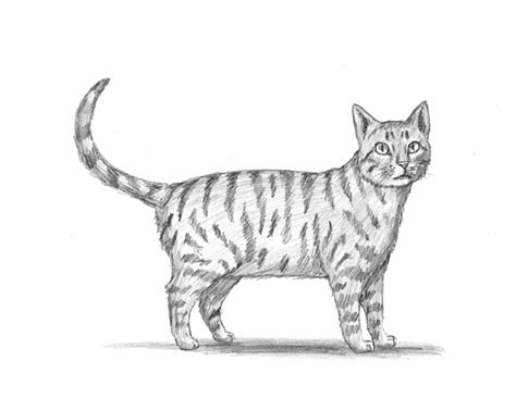 Art drawings drawings drawing tips animal drawings cat body sketches drawing sketches how to draw a cat. How to Draw a Cat (Tabby)