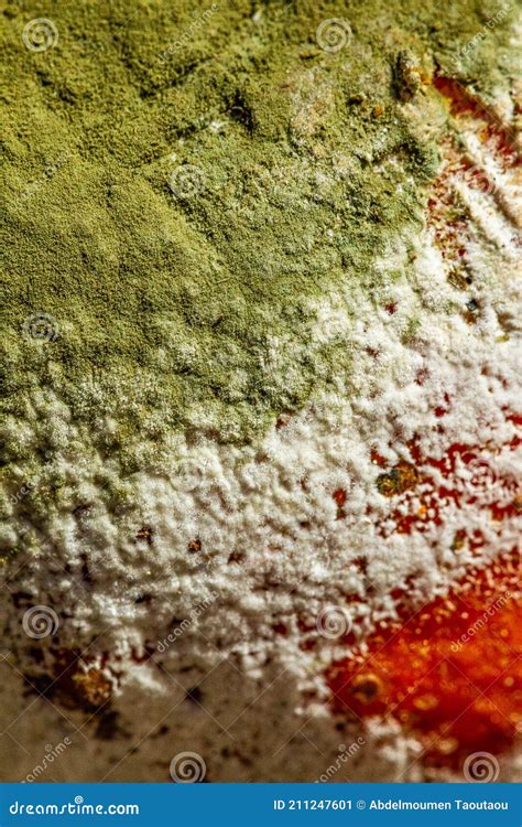 Rotten Orange Stock Image Image Of Penicillium Cuisine 211247601