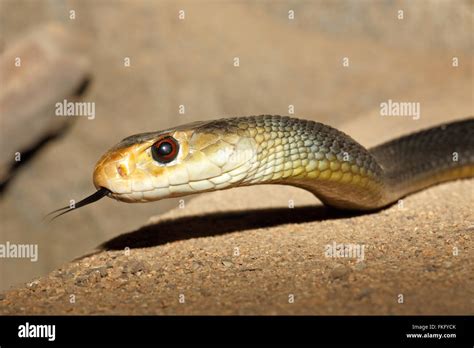 Coastal Taipan Snake Oxyuranus Scutellatus Found In Australia And