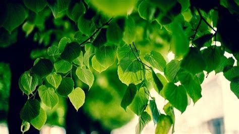 Hd Wallpapers Green Nature Background Poto Butut