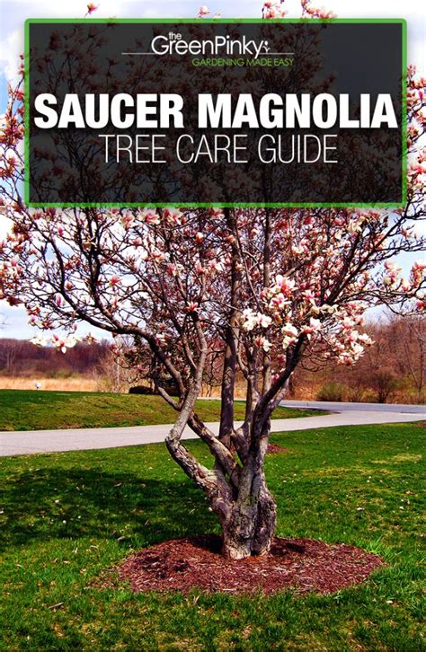 How To Fertilize Magnolia Tree A Complete Guide My Heart Lives Here