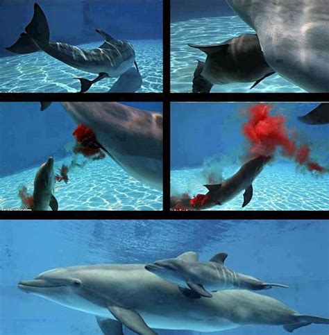 Facts About Pregnancy And Birth Of Dolphins Facts List