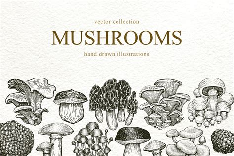 Mushrooms Vector Collection Food Illustrations ~ Creative Market
