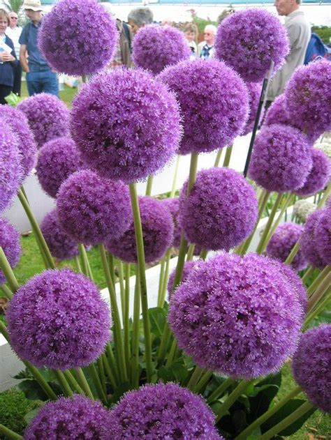 Flowers come in thousands of different shapes and color combinations, each with their own name and classification. Pretty Deep Purple Bulbs Garden | Allium flowers, Purple ...