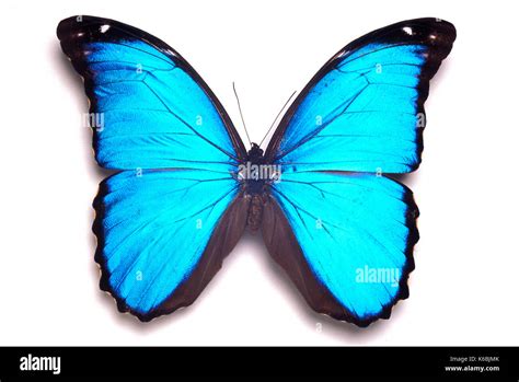 Blue Morpho Butterfly Cut Out Stock Images And Pictures Alamy