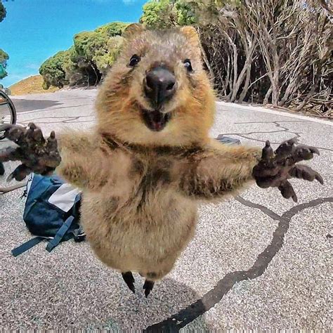 19 Reasons Why Quokkas Brighten Up Even The Shittest Monday Квокка