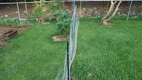 How Not To Build A Chicken Wire Fence Vlog 4 Youtube