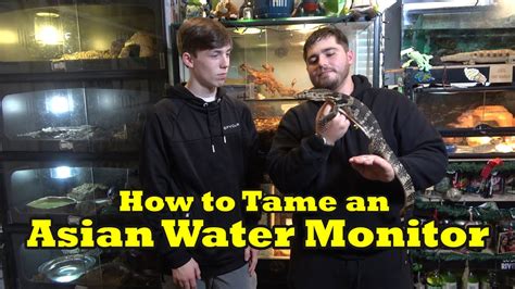 How To Tame An Asian Water Monitor YouTube