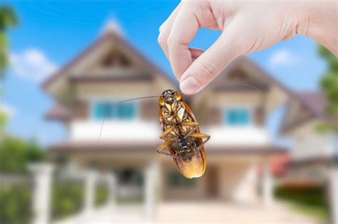 How To Identify Common Household Pests Mymove