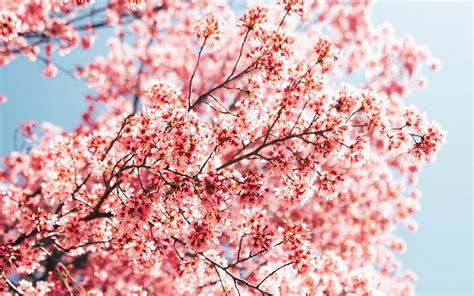 Download Wallpaper 3840x2400 Sakura Branches Flowers Spring Macro