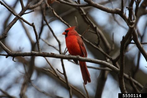 Northern Cardinal Cardinalis Cardinalis Passeriformes Emberizidae