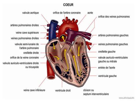 Terme de physique, qui se dit du raccourcissement qui arrive aux nerfs ou aux muscles lorsqu ils viennent à se etirer. PHYSIOLOGIE Physiologie et contraction du muscle cardiaque ...