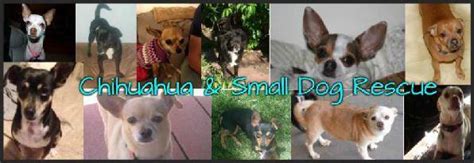 Chihuahua And Small Dog Rescue Inc Nonprofit In Colorado Springs Co
